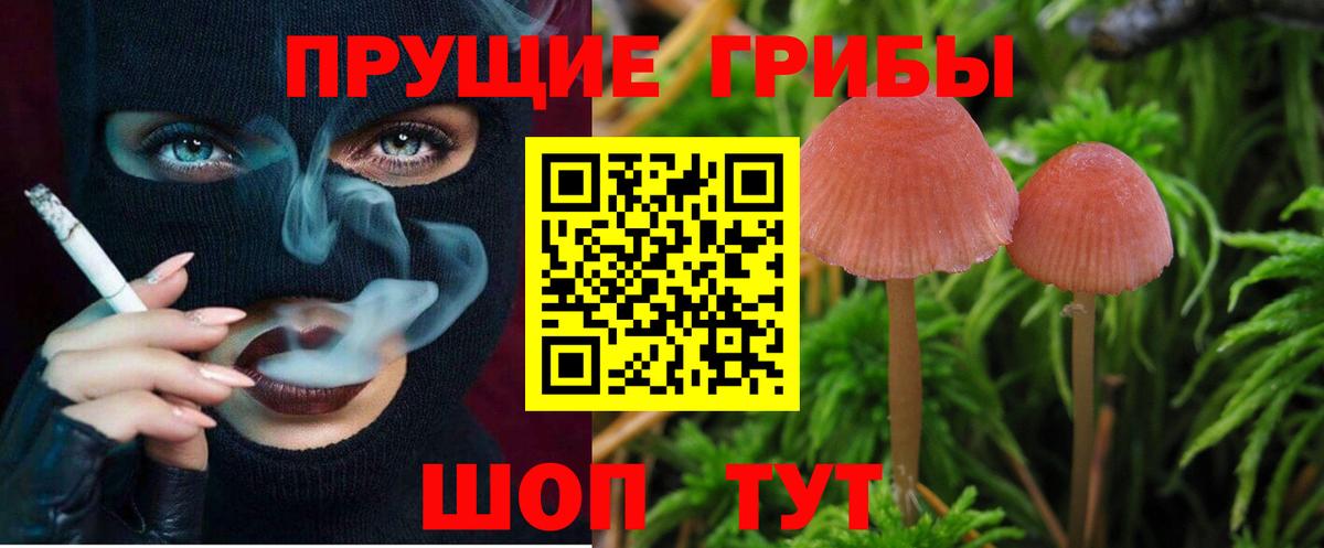 закладка  Уссурийск  Галлюциногенные грибы Psilocybine cubensis  Псилоцибиновые грибы MAGIC MUSHROOMS 